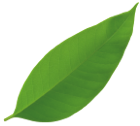 footer leafs 1
