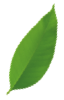 footer leafs 2